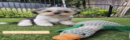 Shih Tzu dogs for sale: 🐶🐾EXCEPTIONAL PURE STANDARD SHIH TZU PUPPIES🐾🐶 - Advert 38