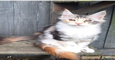 Maine Coon cats - Advert 13