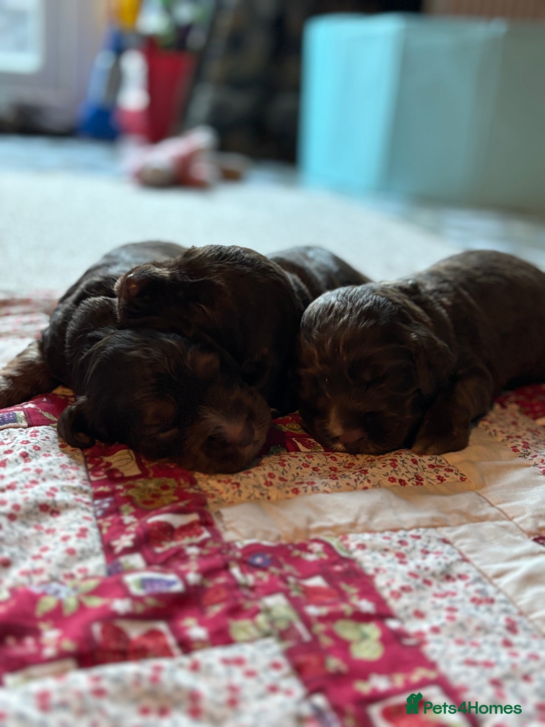 Mixed Breed dogs for sale: Spaniel cross staffy pups  - Advert 5
