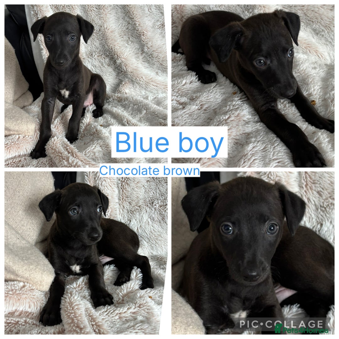 Mixed Breed dogs for sale: Pharaoh hound x blue whippet .last  of the litter  - Image 1