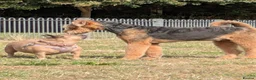 Airedale Terrier dogs for sale: Superb KC registered Airedales sired by champion! - Advert 4