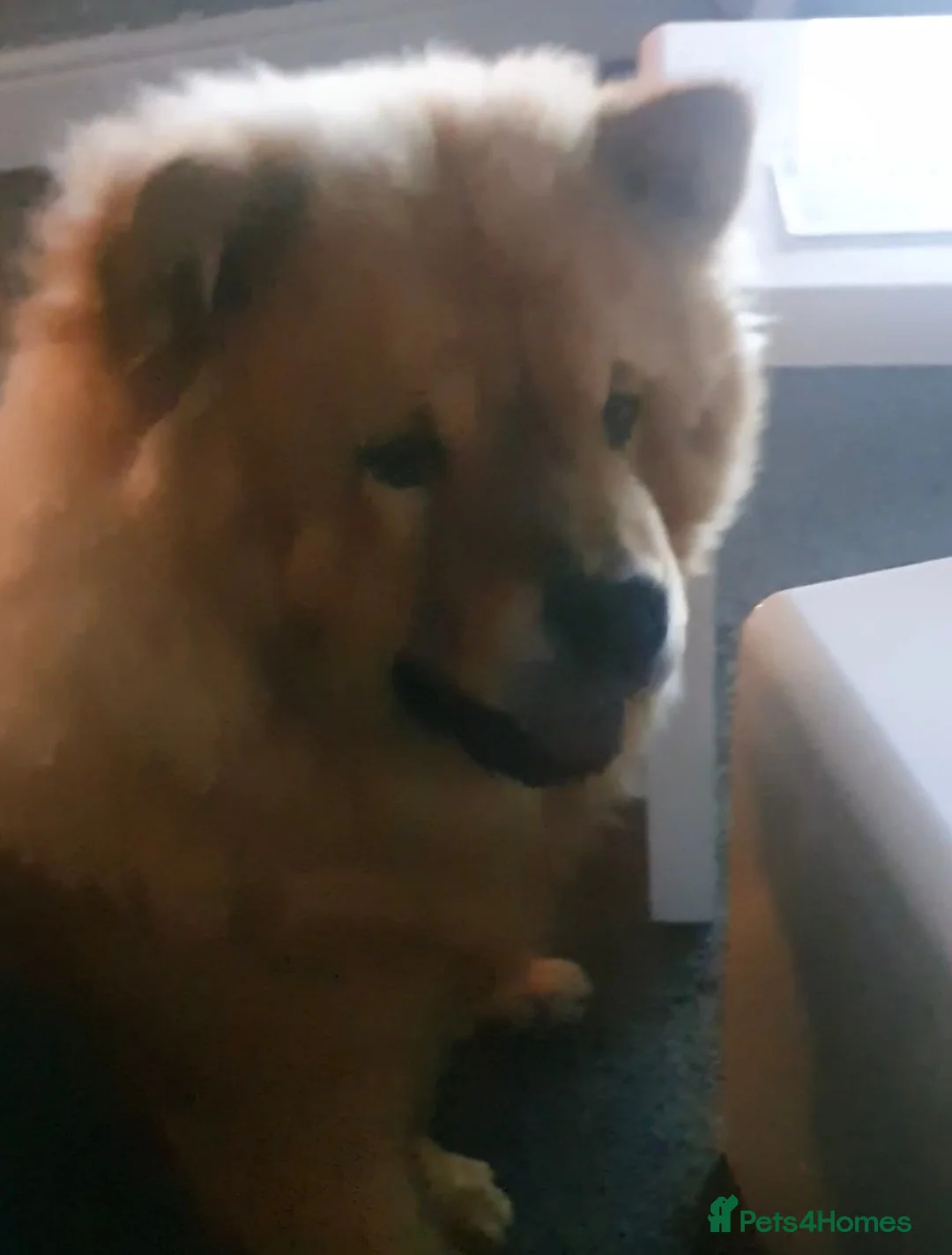 Chow Chow dogs for sale: Chow chow Luna - Advert 4