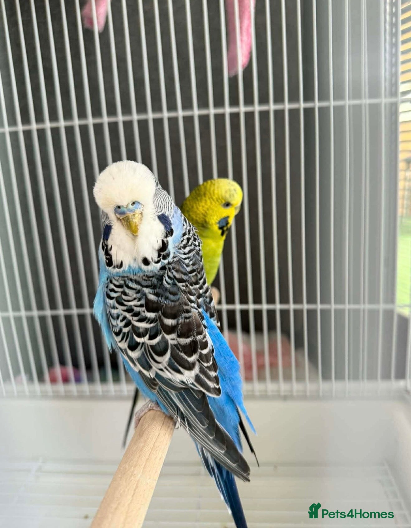 Budgerigars birds 2 Adults  - Advert 1