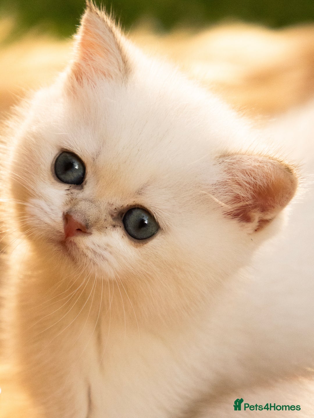 British Shorthair cats for sale: BSH Champion bloodlines TICA Kittens in Bedford - Image 8