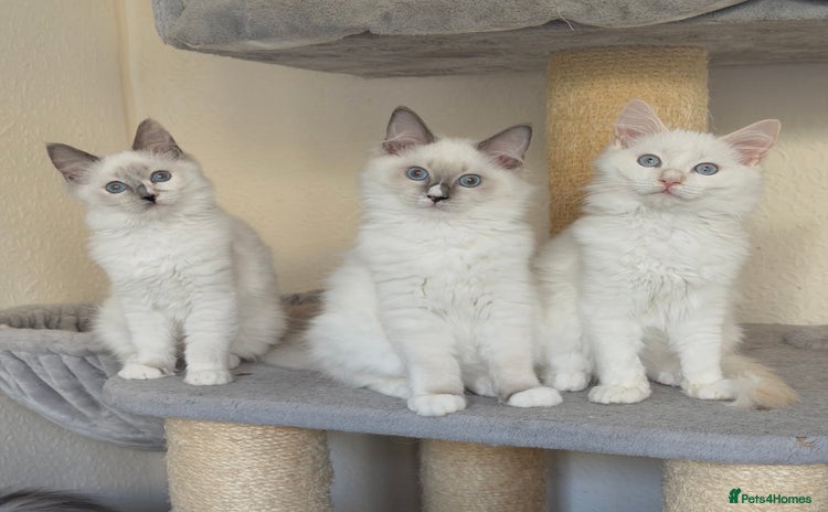 Ragdoll cats - Advert 8