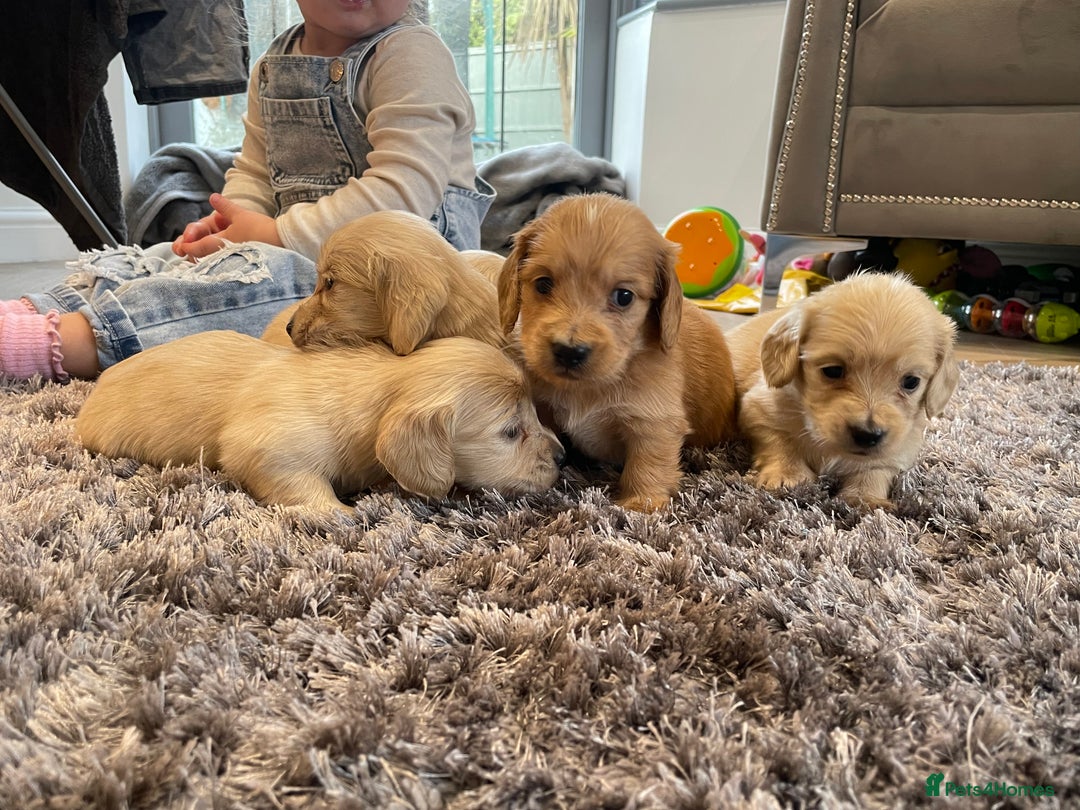Miniature Dachshund dogs for sale: Miniature Dash hound long haired English  cream - Advert 5