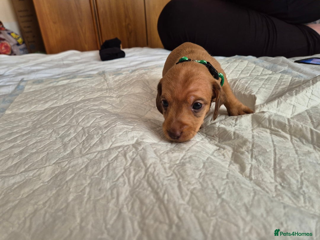 Dachshund dogs for sale: Smooth Haired Dachshund puppies - Advert 11