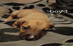 Mixed Breed dogs for sale: Puppys  - Image 8