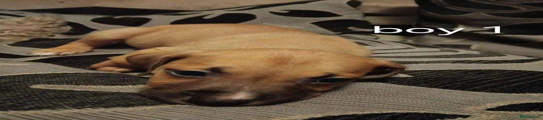 Mixed Breed Puppy 6