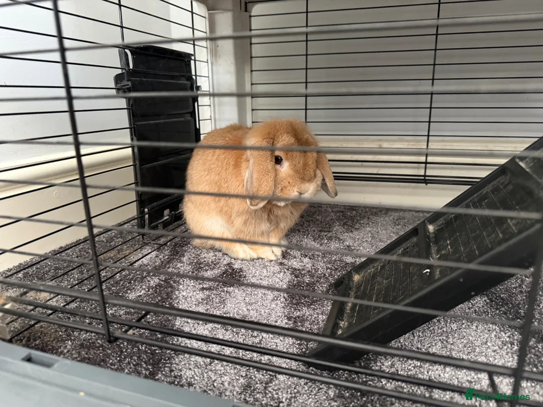 Mini Lop rabbits for sale: Re-Home Mini Lop Rabbit (Male) in Yeovil - Advert 2
