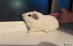 Guinea Pig rodents for sale: Four Guinea Pigs with Set Up and Accessories - Image 8