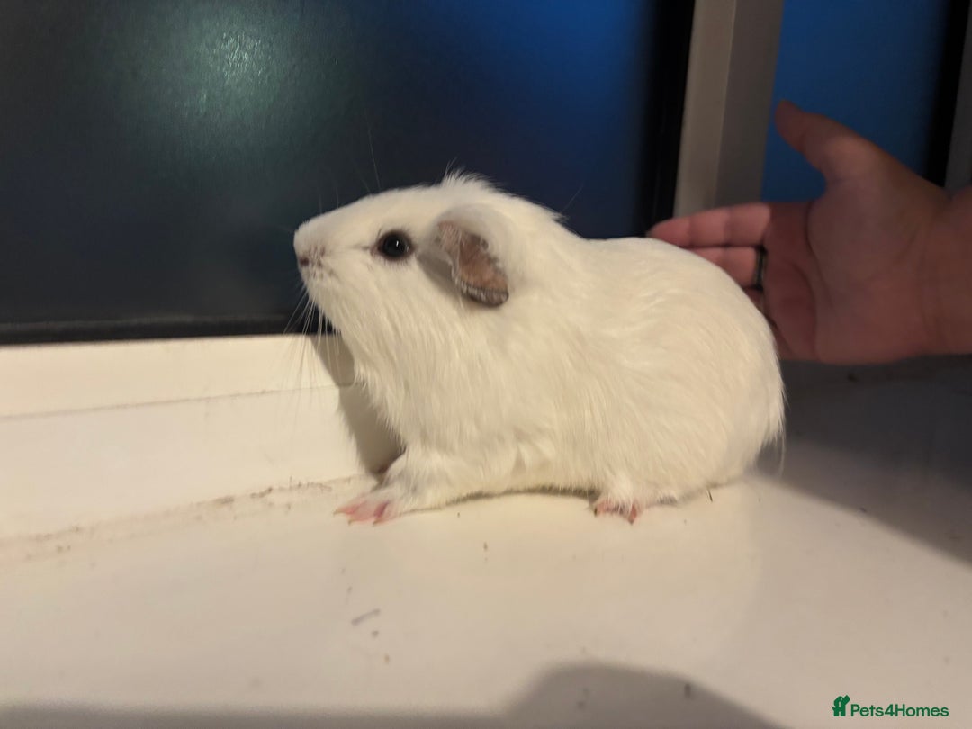 Guinea Pig rodents for sale: Four Guinea Pigs with Set Up and Accessories - Image 8