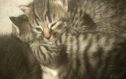 Domestic Shorthair cats for sale: Kittens looking for forever homes  - Image 4