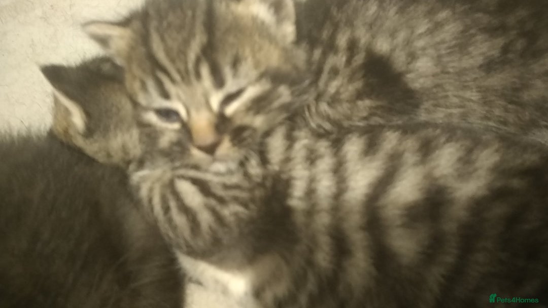 Domestic Shorthair cats for sale: Kittens looking for forever homes  - Image 4