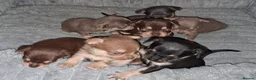 Pomchi dogs for sale:  10 Pomchi pups, various colours - Advert 11