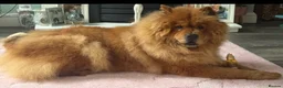 Chow Chow dogs for sale: Chow chow female  - Advert 2