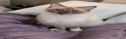 Ragdoll cats for sale: TICA Ragdoll kittens🐱🐱🐱 - Advert 3