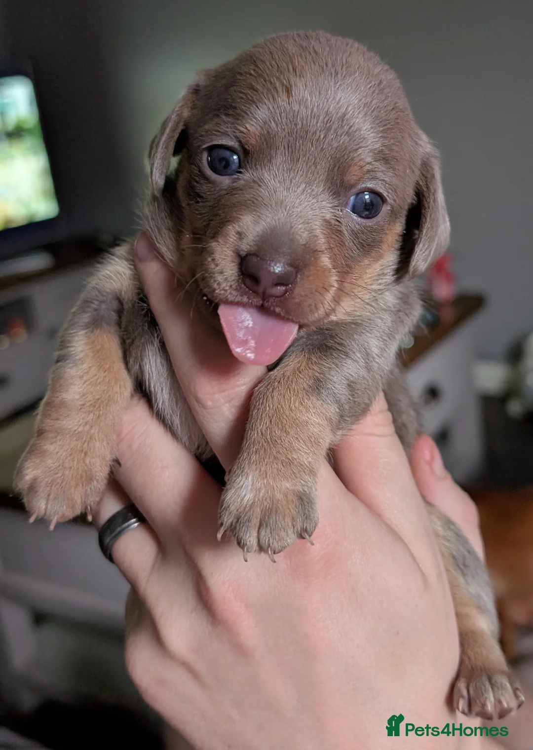 Chiweenie dogs for sale: 4 gorgeous chiweenie puppies ready in 5 weeks  - Advert 7