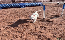 Utonagan dogs for sale: Last 2 Husky (Utonagon) Puppies - READY NOW - Image 24