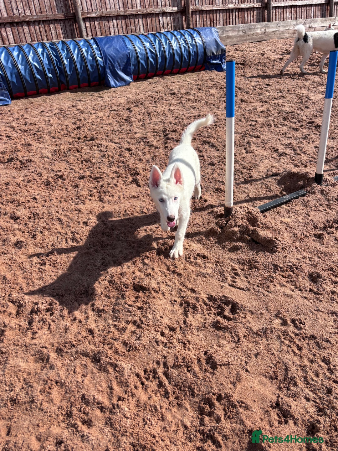 Utonagan dogs for sale: Last 2 Husky (Utonagon) Puppies - READY NOW - Image 24