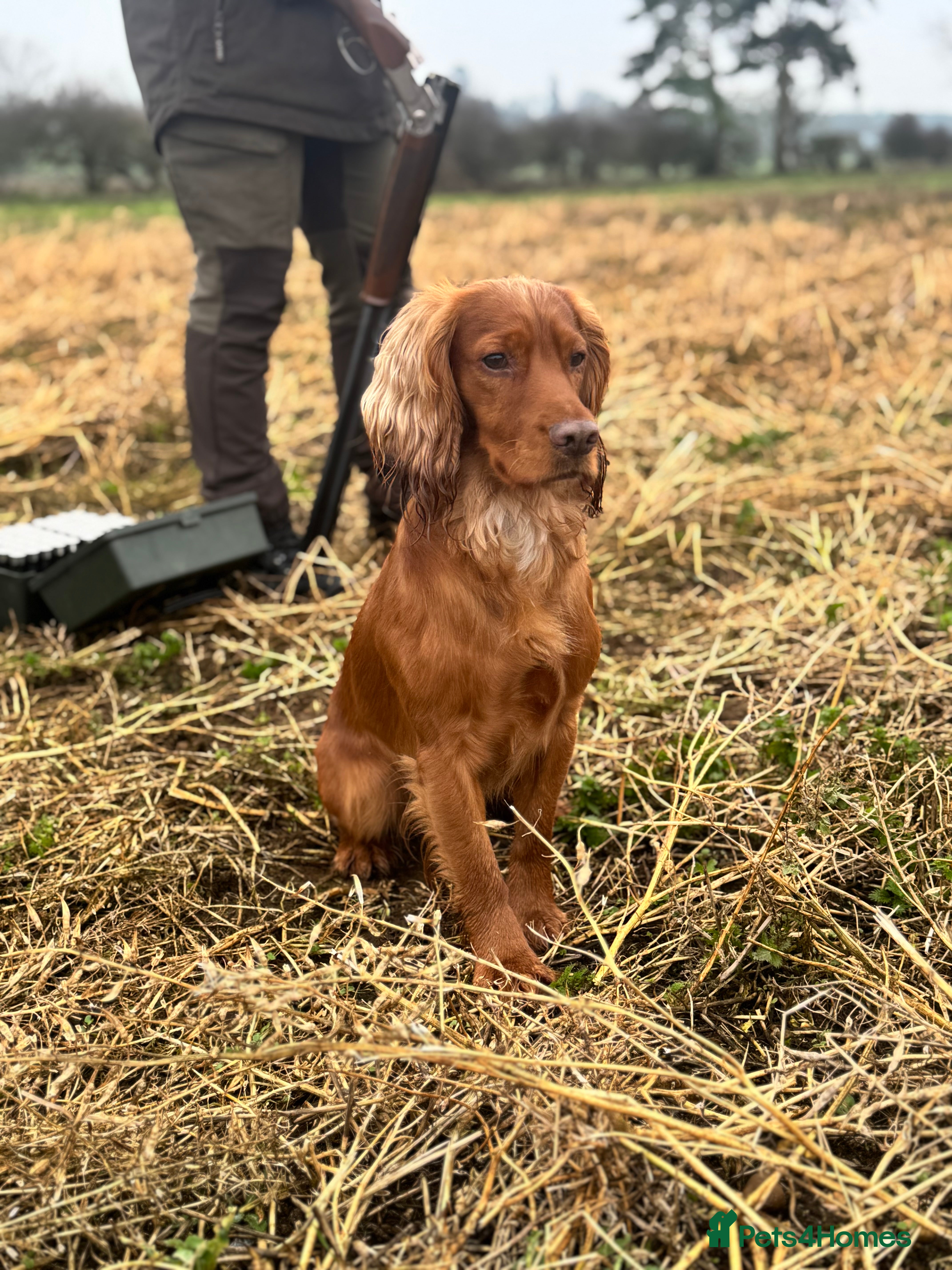 Cocker Spaniel dogs For Stud - Camsiscan Solaris Samurai  - Advert 17