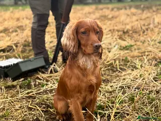 Cocker Spaniel dogs For Stud - Camsiscan Solaris Samurai - Advert 17