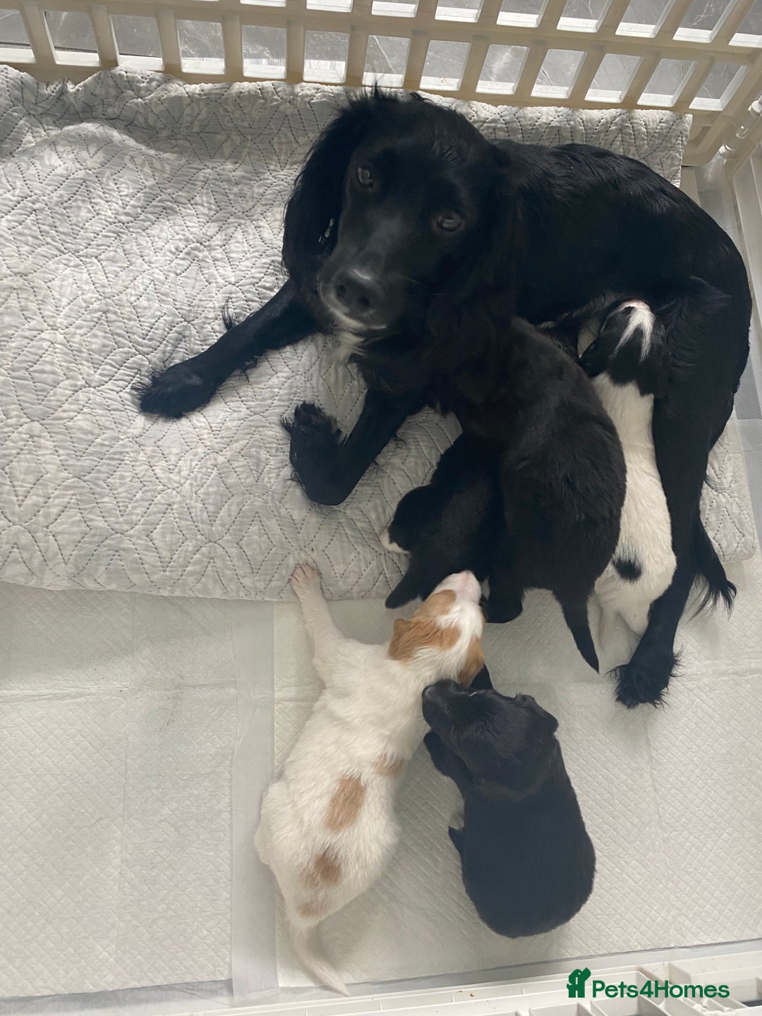 Mixed Breed dogs for sale: Cocker collie cross  - Image 35