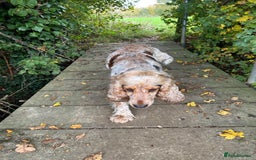 Cocker Spaniel dogs for sale: SHOW cocker spaniel puppies  - Image 26