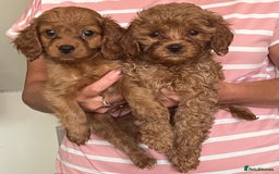 Cavapoo dogs for sale: Gorgeous F2 cavapoo girls 🐾 - Image 2