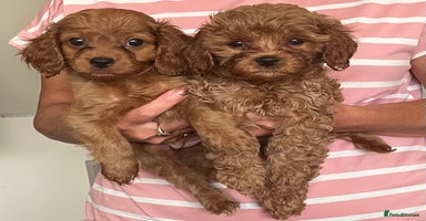 Cavapoo dogs - Advert 3
