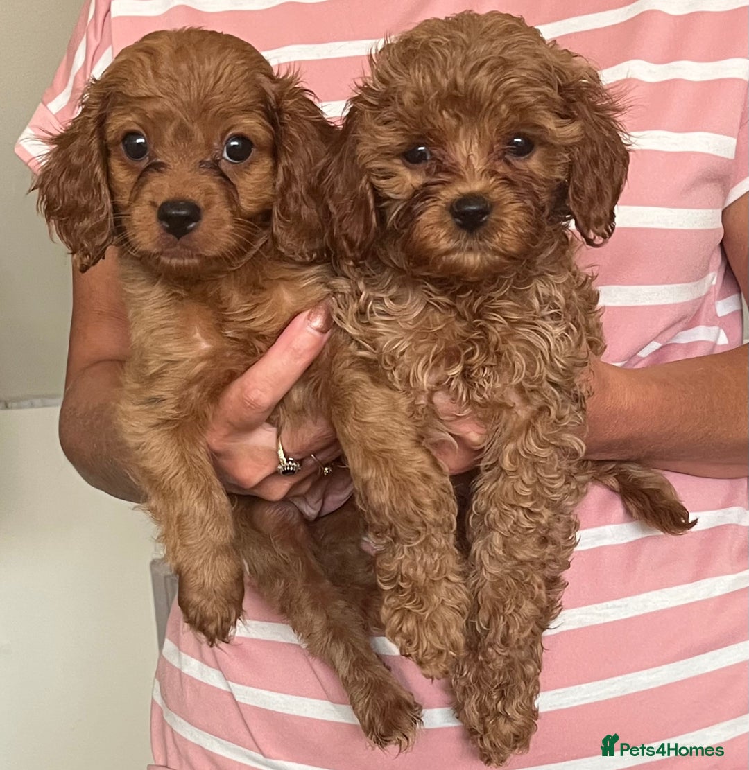 Cavapoo dogs for sale: Gorgeous F2 cavapoo girls 🐾 - Image 2