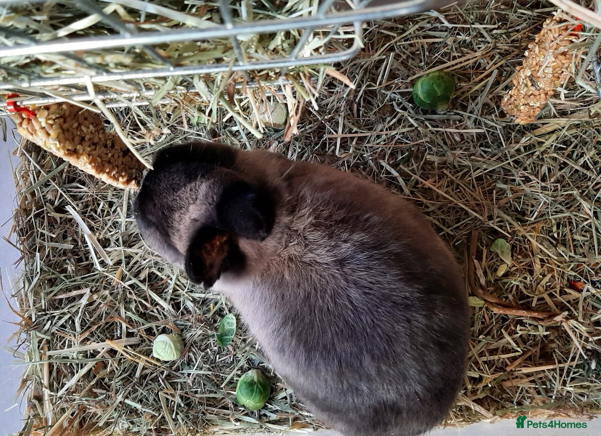 Netherland Dwarf rabbits Bonded pair - Advert 1