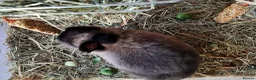 Netherland Dwarf rabbits for sale: Bonded pair - Advert 1