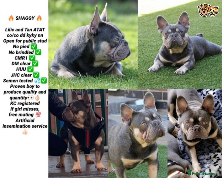 French Bulldog dogs STUD Lilac and Tan ATAT SHAGGY! in Derby - Advert 5