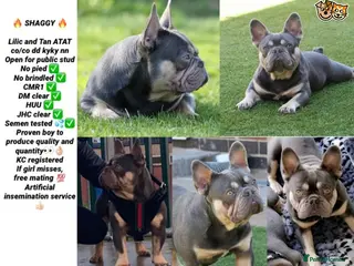 French Bulldog dogs STUD Lilac and Tan ATAT SHAGGY! in Derby - Advert 8