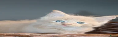 Maine Coon 3