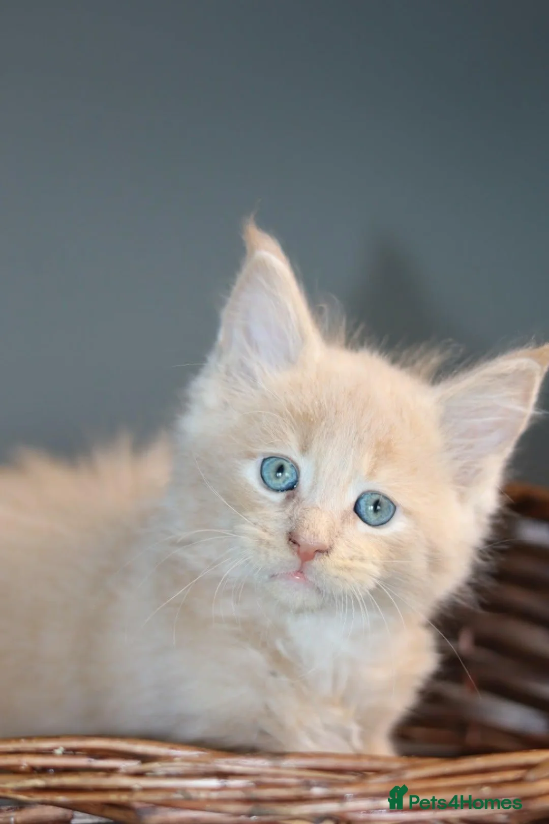 Maine Coon cats for sale: Pedigree Maine Coon Kittens/ TICA - Advert 8