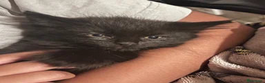 Midnight (reserved)
