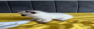 Ragdoll Kitten 1