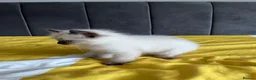 Ragdoll cats for sale: GGCF REGISTERED RAGDOLL KITTENS - Advert 5