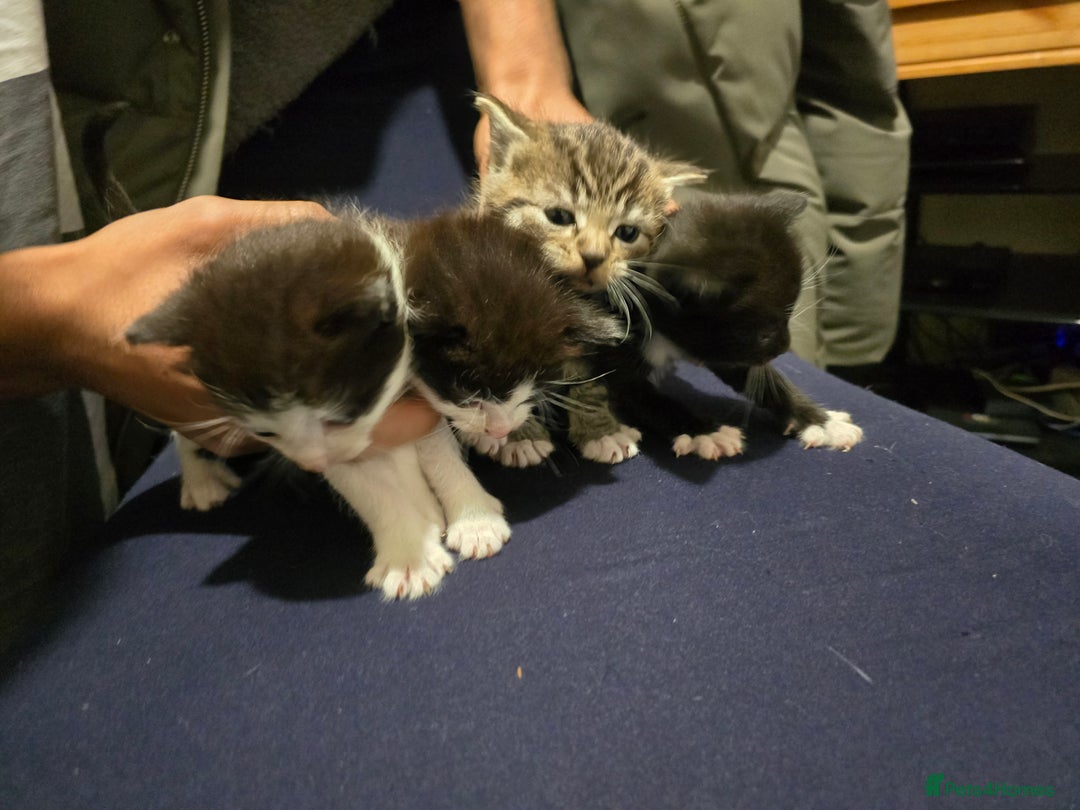 Bengal cats for sale: Beautiful BengalxBlack BengalxHimalayan Kittens - Advert 10