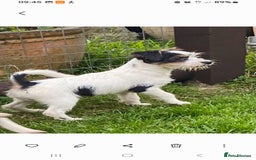 Jack Russell dogs for sale: Jack Russell pups for sale - Image 1
