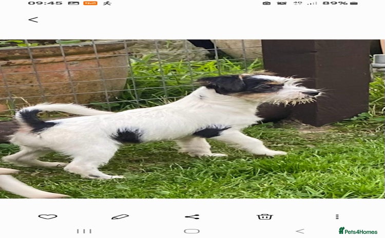 Jack Russell dogs - Advert 8