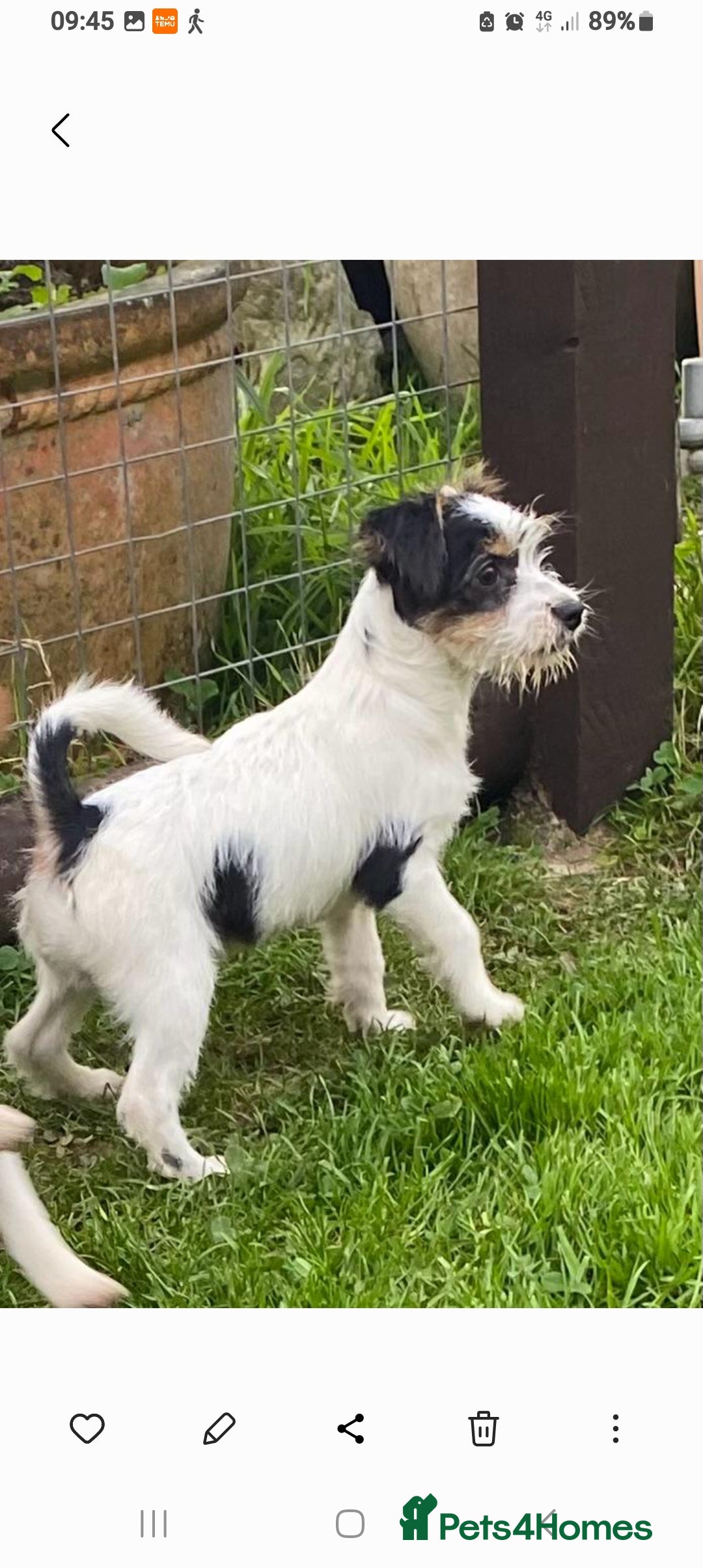 Jack Russell dogs for sale: Jack Russell pups for sale - Image 1