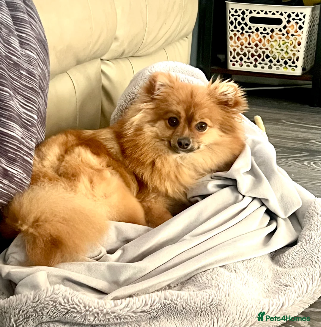 Pomeranian dogs for sale: Sweet orange sable Pom girl - 10 months old in Cannock - Advert 5
