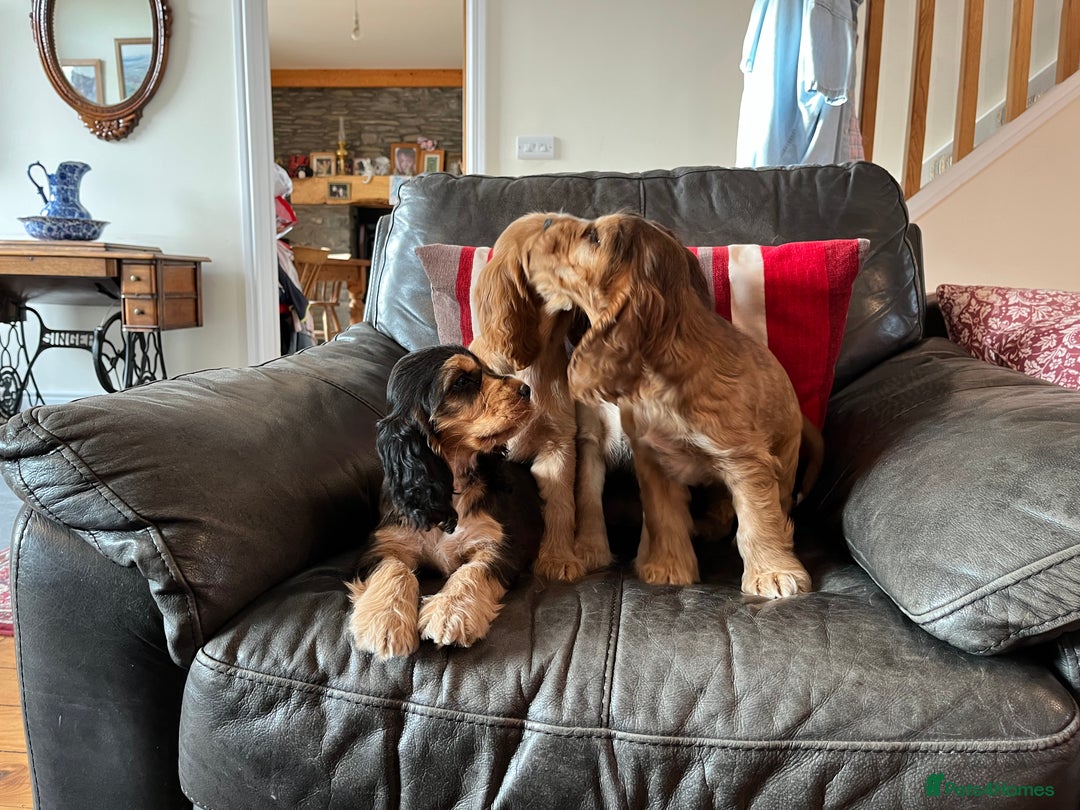 Cocker Spaniel dogs for sale: Health tested KC reg low co eff show type cockers - Advert 24