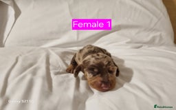 Miniature Dachshund dogs for sale: Miniature Dachshund  - Advert 2