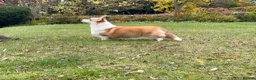 Welsh Corgi Pembroke dogs for sale: Champion Sired Corgi Pembroke puppies available  - Advert 28