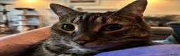 Mixed Breed cats for sale: 4 adult cats for sale/adoption - 2 boys, 2 girls  in Glossop - Advert 2