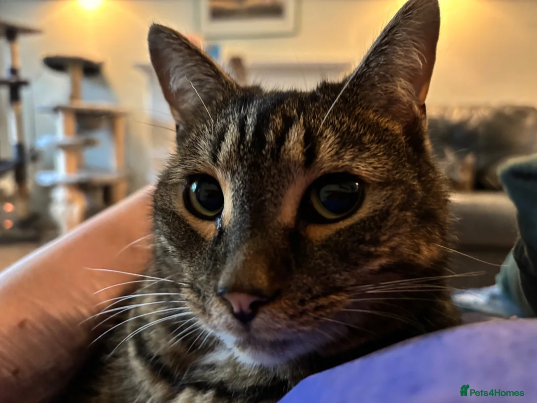 Mixed Breed cats for sale: 4 adult cats for sale/adoption - 2 boys, 2 girls  in Glossop - Advert 2